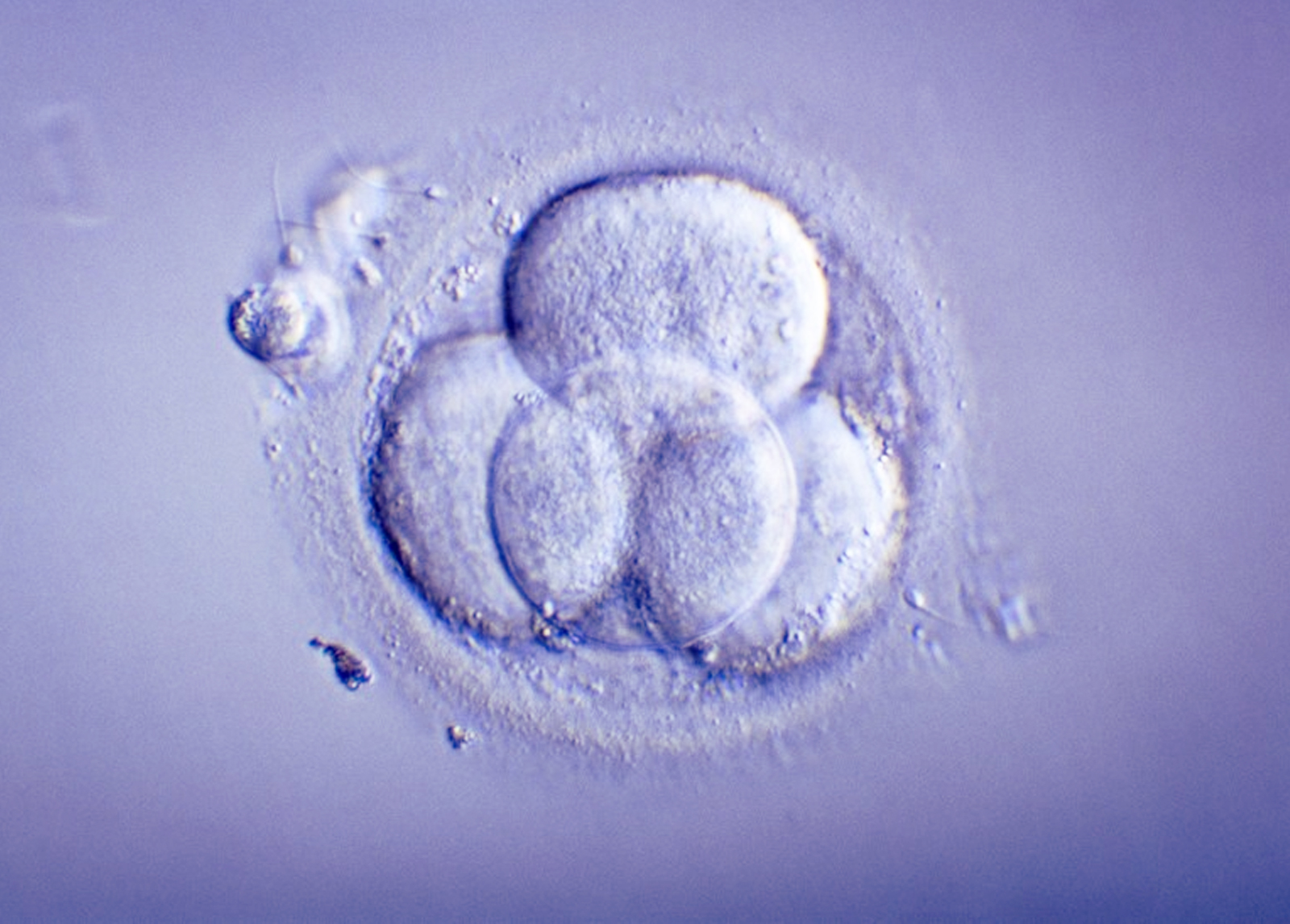 Embryos with DNA from three people develop normally in first safety study