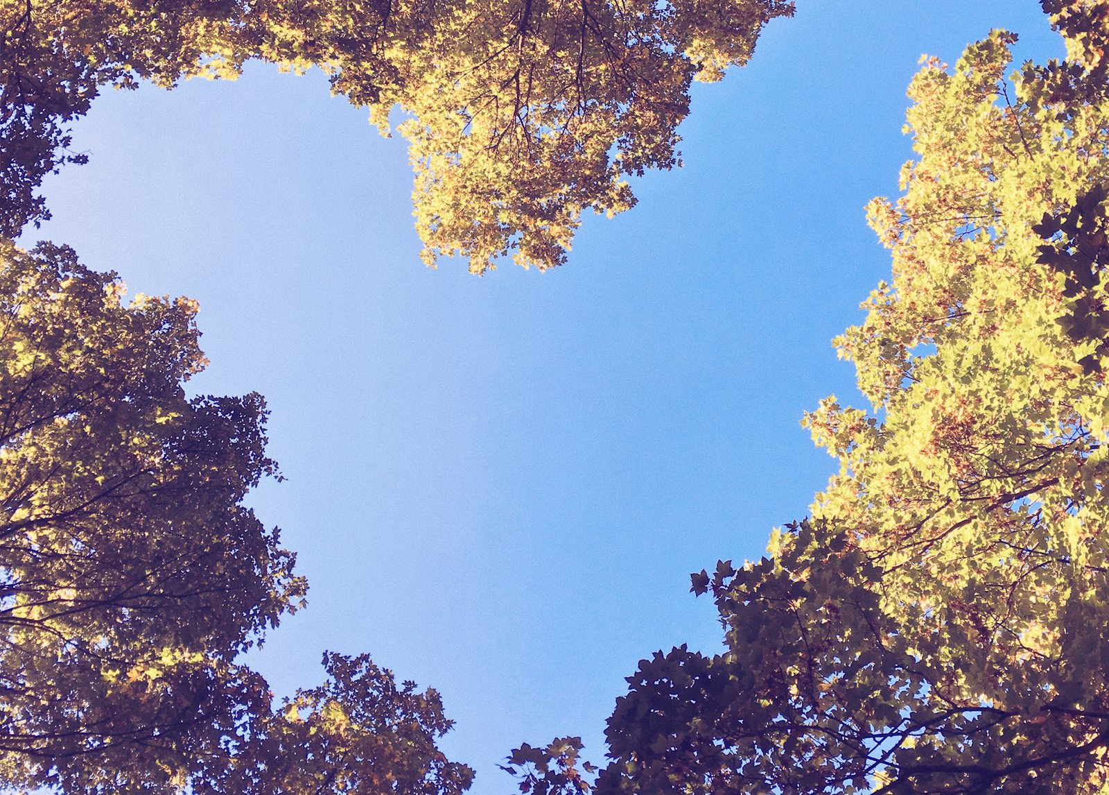 World Heart Day 2021: COVID-19, digital health, and tackling cardiovascular disease